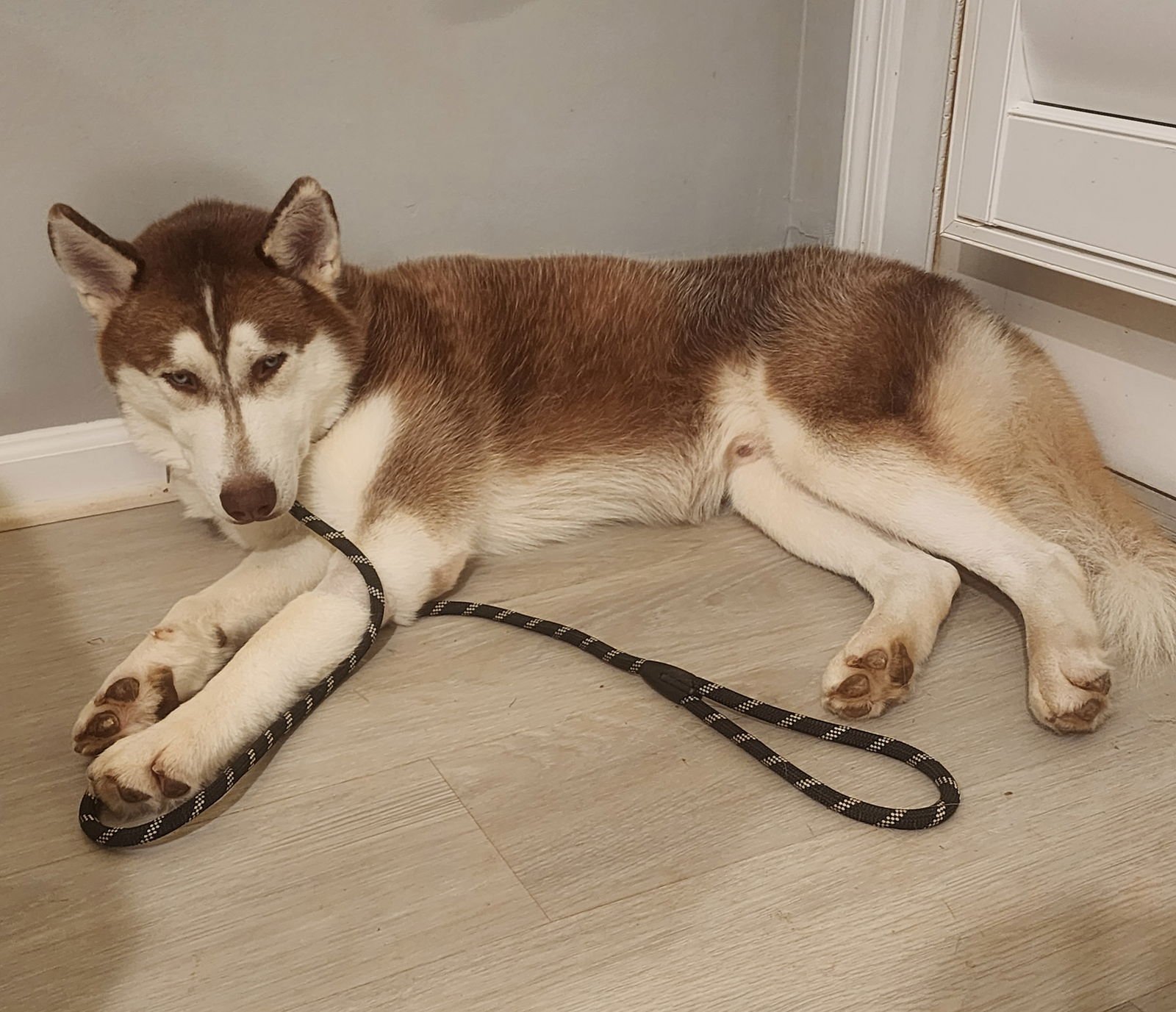 NEMO - Husky available for adoption