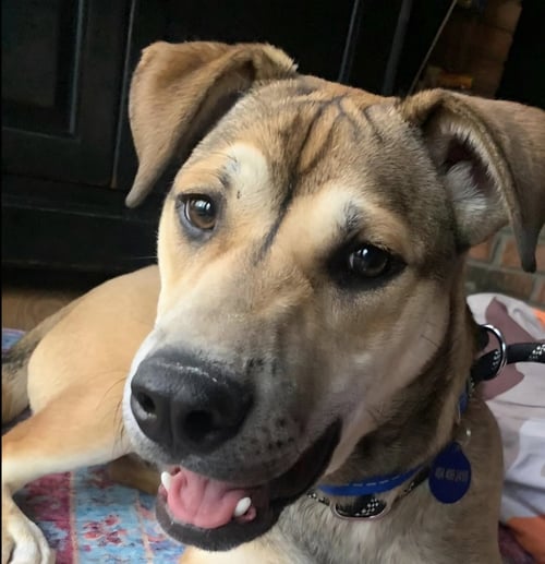 NATHANIEL - German Shepherd Dog available for adoption