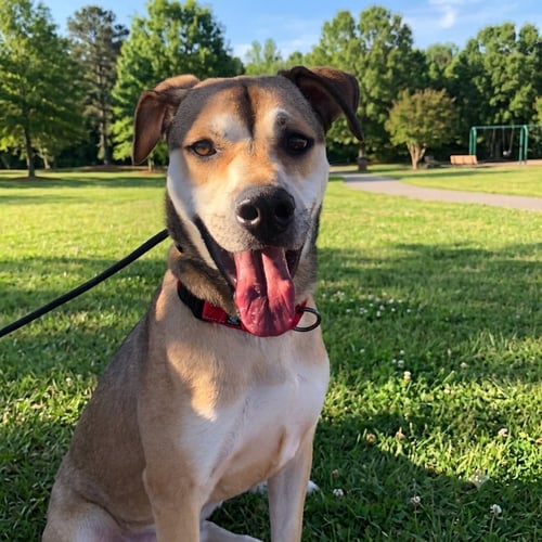 NATHANIEL - German Shepherd Dog available for adoption