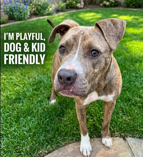 LAZLO - Pit Bull Terrier available for adoption