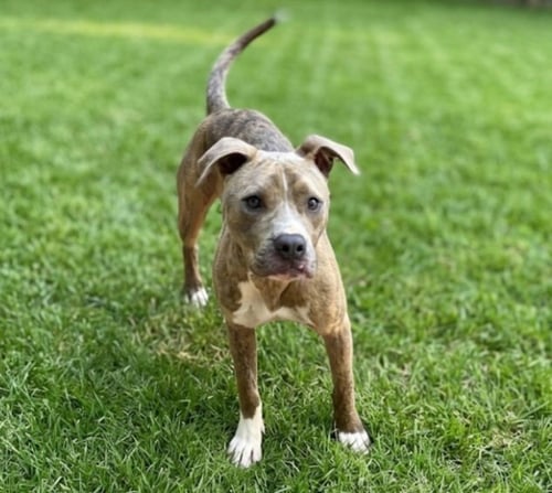 LAZLO - Pit Bull Terrier available for adoption