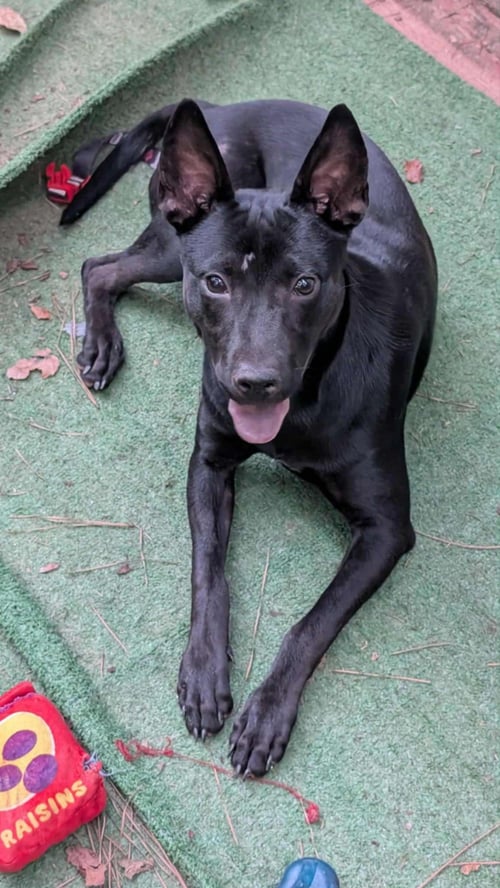 SERRANO - German Shepherd Dog / Black Labrador Retriever available for adoption