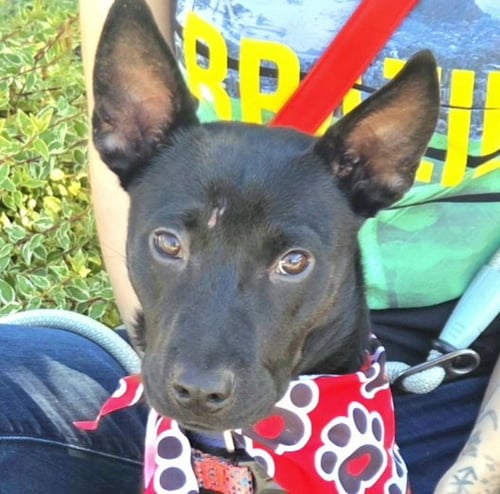 SERRANO - German Shepherd Dog / Black Labrador Retriever available for adoption
