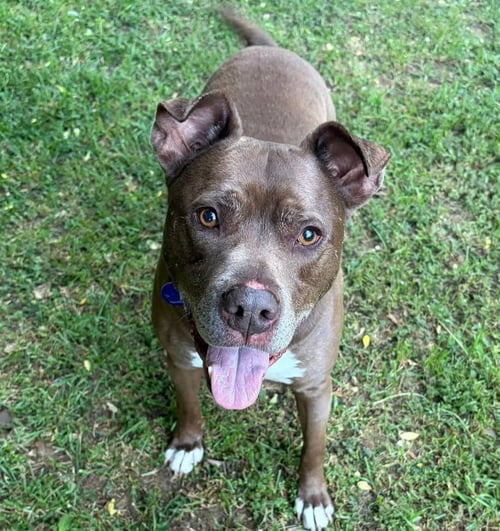 LUCKY MARS - Pit Bull Terrier available for adoption
