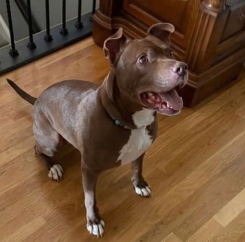 LUCKY MARS - Pit Bull Terrier available for adoption