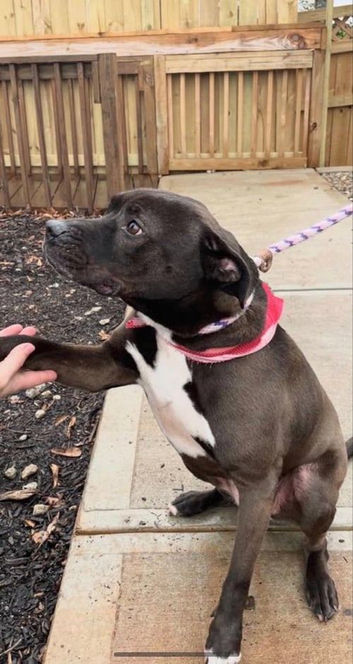 DAYTONA - Labrador Retriever available for adoption