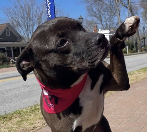 DAYTONA - Labrador Retriever available for adoption