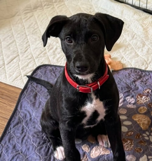 HOLLIS - Corgi available for adoption