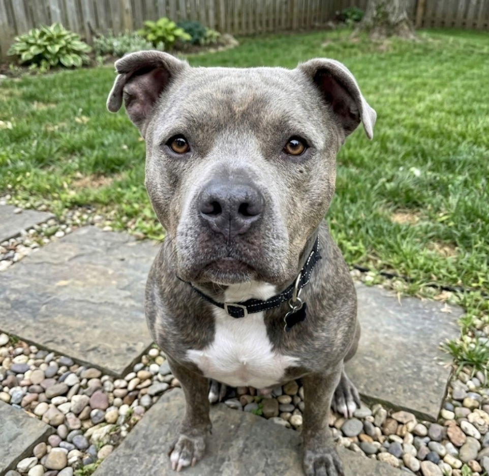 SANDOR - Pit Bull Terrier available for adoption