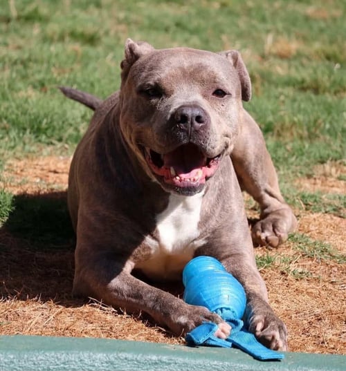 SANDOR - Pit Bull Terrier for adoption in Roswell
