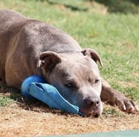 Sandor - Photo 3