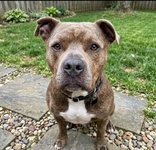 SANDOR - Pit Bull Terrier available for adoption