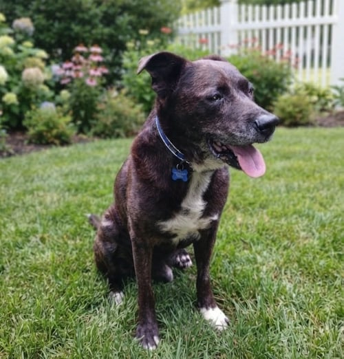 VICTOR - Hound available for adoption