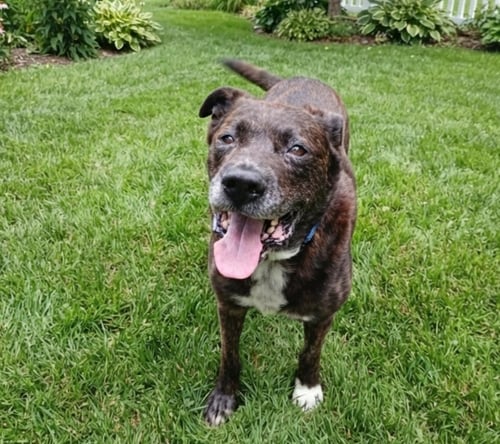 VICTOR - Hound available for adoption