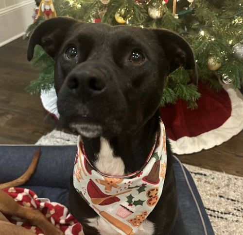 MIDNIGHT - Labrador Retriever / Pit Bull Terrier available for adoption