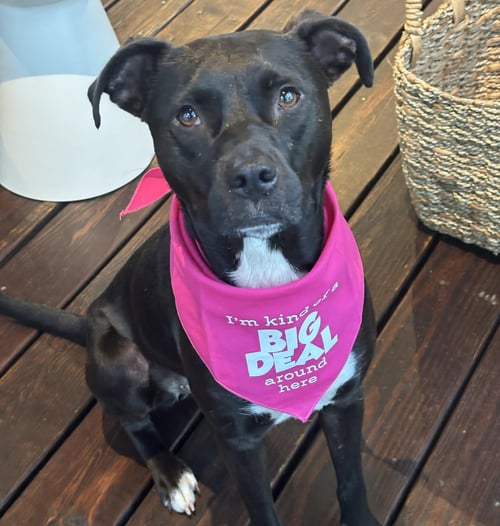 MIDNIGHT - Labrador Retriever / Pit Bull Terrier available for adoption