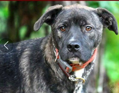 BO - Shepherd available for adoption