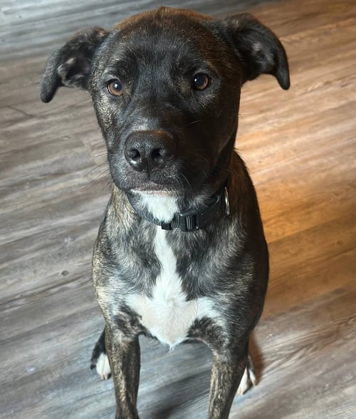 BO - Shepherd available for adoption