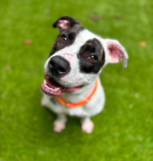 CHAPMAN - American Bulldog available for adoption