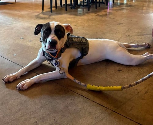 CHAPMAN - American Bulldog available for adoption