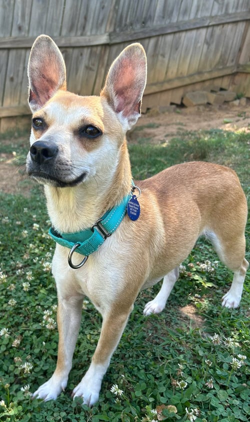 EFFY - Chihuahua available for adoption