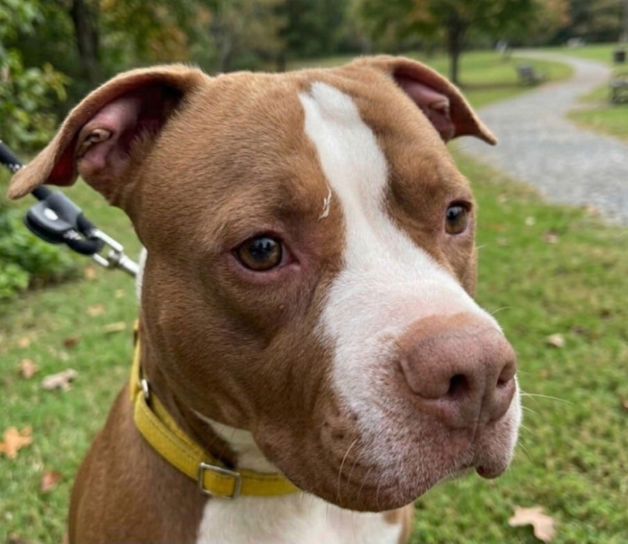 BILOXI - American Staffordshire Terrier available for adoption