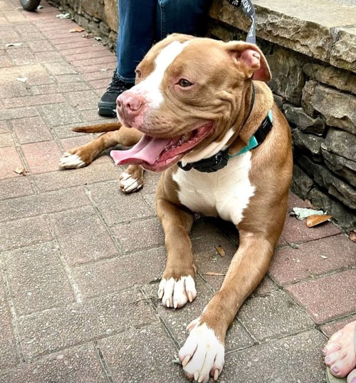 BILOXI - American Staffordshire Terrier available for adoption