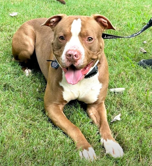 BILOXI - American Staffordshire Terrier available for adoption