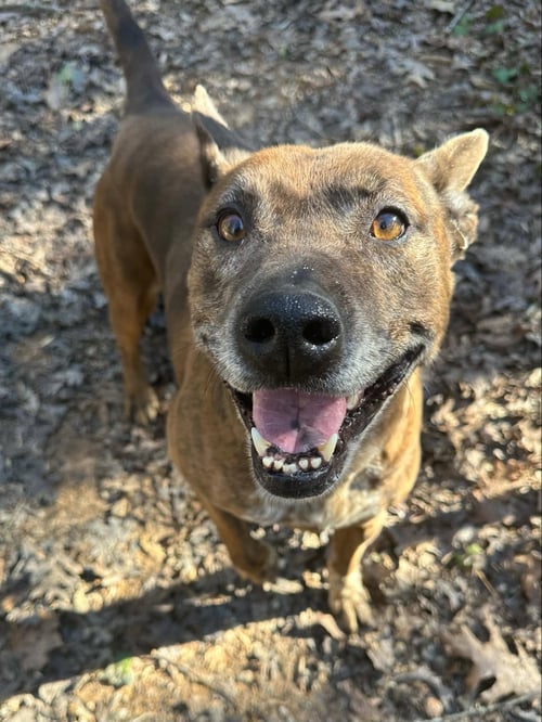 LESLIE - Catahoula Leopard Dog / Pit Bull Terrier available for adoption
