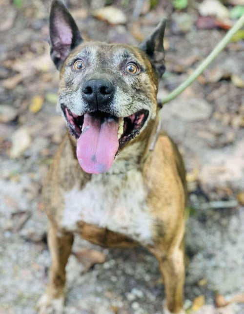 LESLIE - Catahoula Leopard Dog / Pit Bull Terrier available for adoption