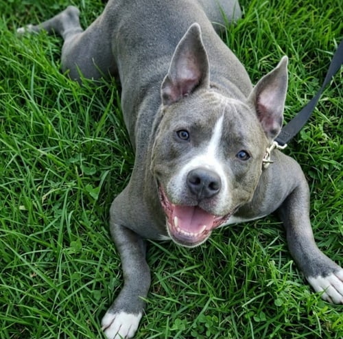 COREY COBB - Pit Bull Terrier for adoption in Roswell