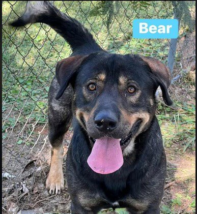 BEAR BRYANT - Shepherd available for adoption
