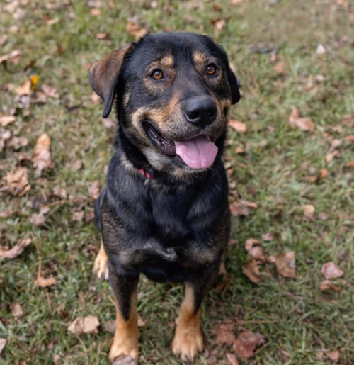 BEAR BRYANT - Shepherd available for adoption