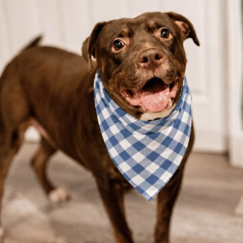 NIGEL - Labrador Retriever available for adoption