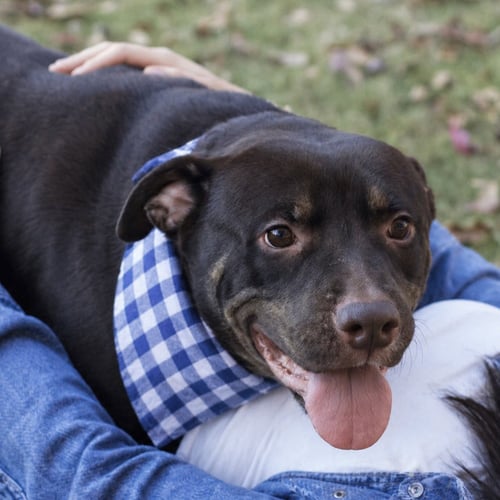 NIGEL - Labrador Retriever available for adoption