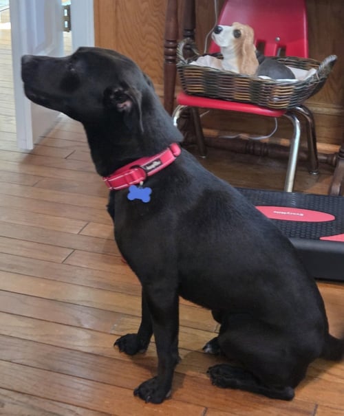 ARABELLA - Labrador Retriever / Pit Bull Terrier available for adoption