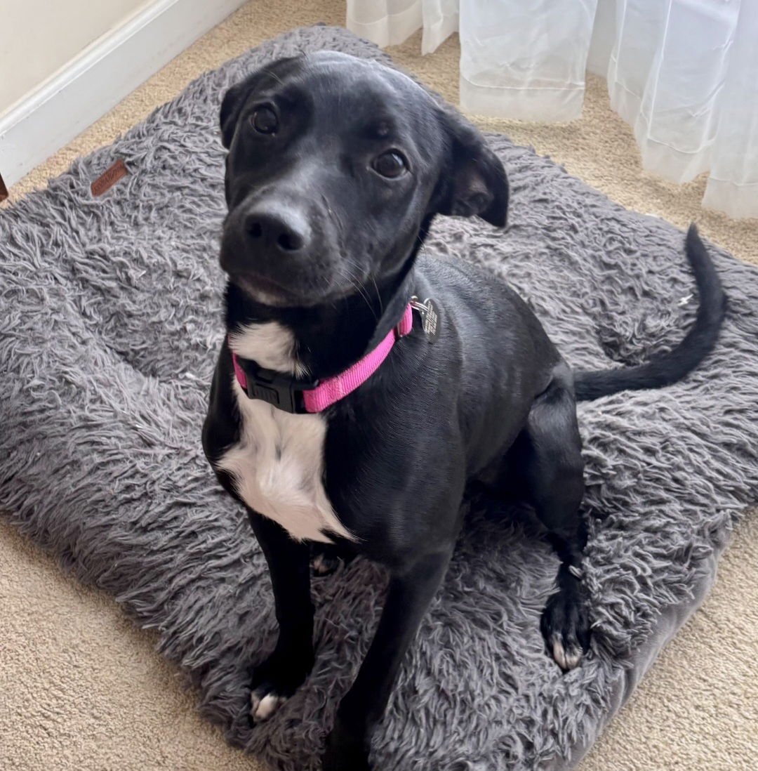 BREEZY - Labrador Retriever available for adoption