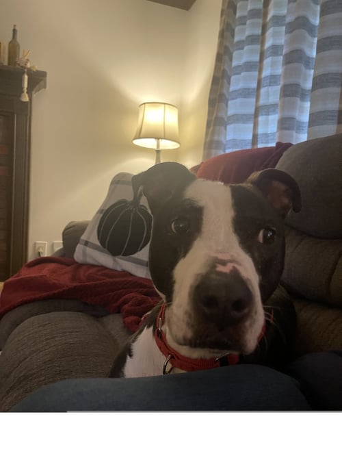PRISCILLA D - Pit Bull Terrier available for adoption