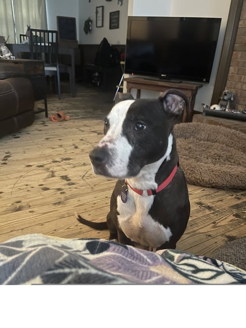 PRISCILLA D - Pit Bull Terrier available for adoption