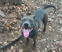 Boomer - Photo 3