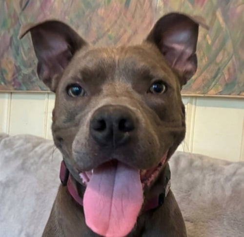 BOOMER - Pit Bull Terrier available for adoption
