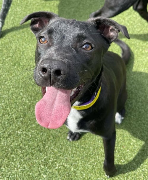 JEFF - Labrador Retriever available for adoption