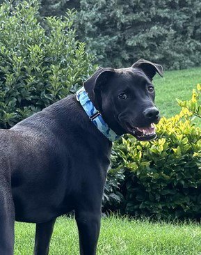JEFF - Labrador Retriever available for adoption