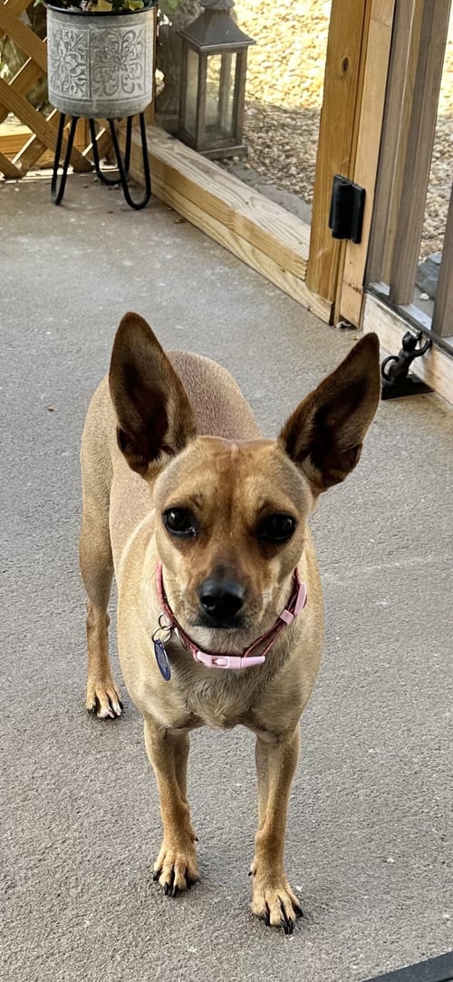 ZSA ZSA - Chihuahua available for adoption