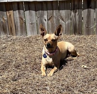 Zsa Zsa - Photo 3