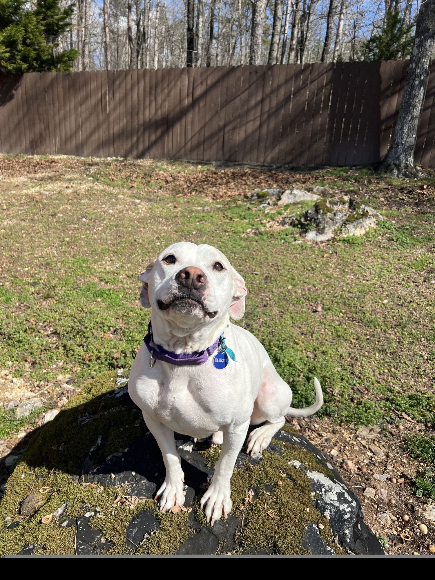 HAROLD - American Bulldog available for adoption