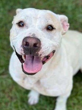 HAROLD - American Bulldog for adoption in Roswell