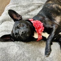 Bryn - Photo 3