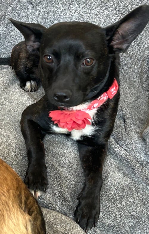 BRYN - Chihuahua available for adoption