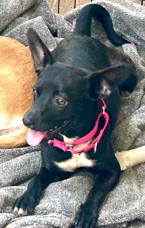BRYN - Chihuahua available for adoption